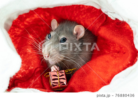 gray rat with big eyes sits on a red background with a gift close-up gray rat with big eyes sits on a red background with a gift close-up 76880436