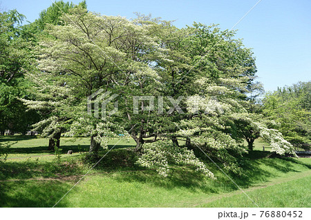 都立野川公園のミズキの花(紅葉橋~水木橋) 都立野川公園のミズキの花(紅葉橋~水木橋) 76880452