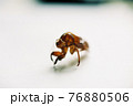 セミの抜け殻 76880506