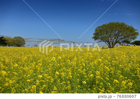 茨城県ひたちなか市ひたち海浜公園 菜の花畑の先の見晴らしの丘のネモフィラの写真素材