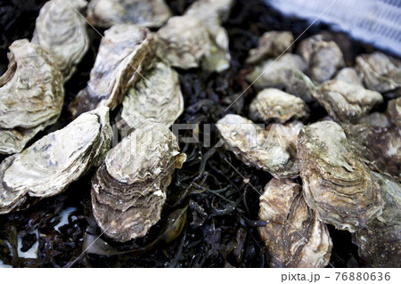 Close up of oysters 76880636