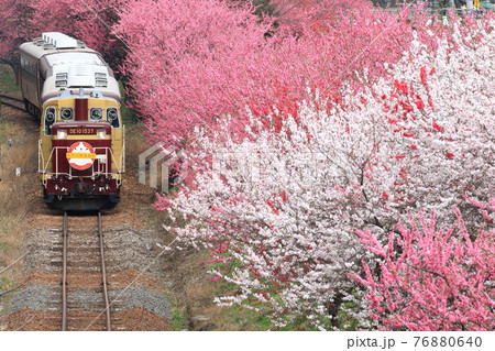 トロッコわたらせ渓谷号「満開の花桃に囲まれて」 トロッコわたらせ渓谷号「満開の花桃に囲まれて」 76880640