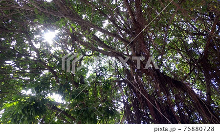 4月の晴れた日の台北の街角の木と木漏れ日1 76880728