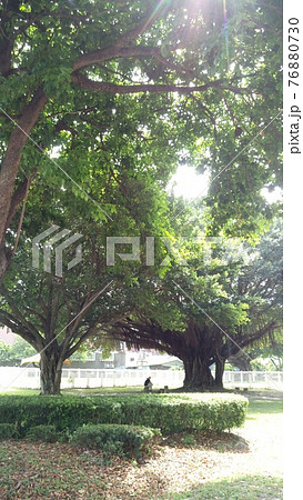 4月の晴れた日の台北の街角の公園 4月の晴れた日の台北の街角の公園 76880730