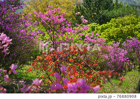 紫と赤のツツジ 76880908