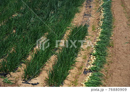 玉ねぎの収穫 76880909