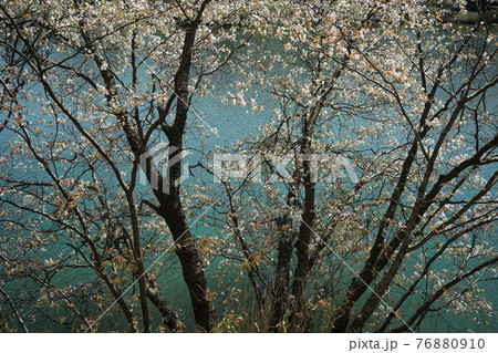 水辺に咲く桜 76880910