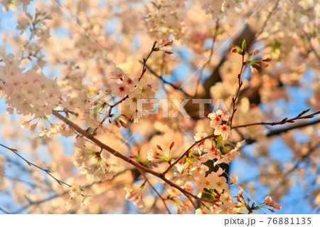 気品ある桜 76881135