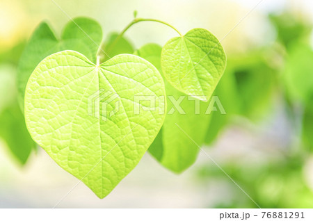 マルバノキのハート型の葉っぱの写真素材