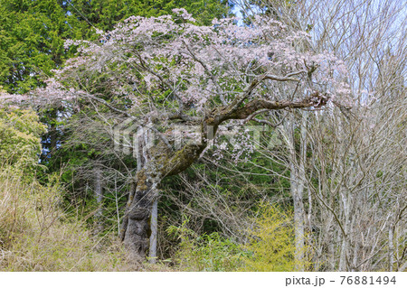満開の御所桜と原木 満開の御所桜と原木 76881494