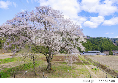 満開の御所桜と原木 満開の御所桜と原木 76881500