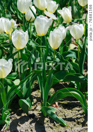 【品種：フェーバス】白地に淡い黄色の花びらのチューリップ 76881566