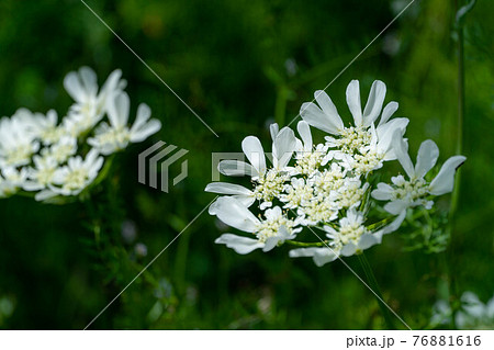 春の花 オルレアの写真素材