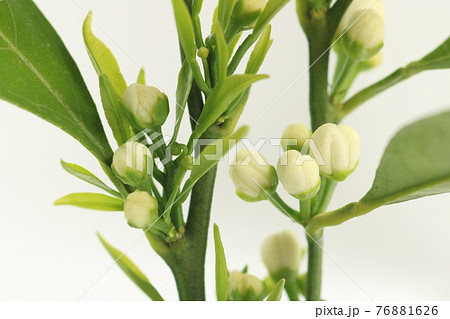みかんの花芽の有葉花 左 と直花 右 の写真素材