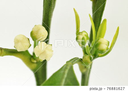 みかんの花芽の有葉花 右 と直花 左 の写真素材