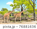 青空とキリン 76881636