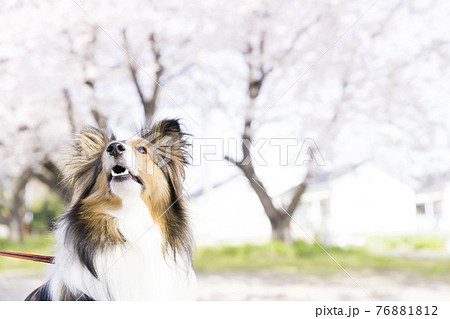 桜の前で飼い主を見つめる犬 春イメージ シェットランドシープドッグの写真素材