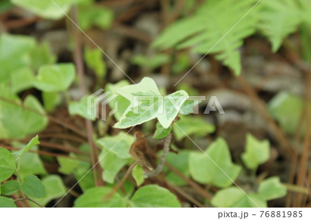 グリーン 76881985