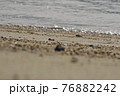 砂浜の情景。 76882242