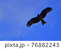 優雅に飛ぶとんび、青空を駆る。 76882243