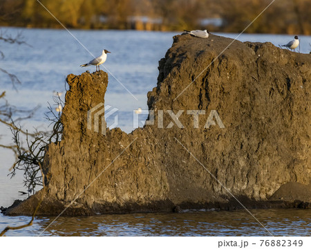 Black-headed Gull, Jaroslavice pond, Znojmo region, Southern Moravia, Czech Republic Black-headed Gull, Jaroslavice pond, Znojmo region, Southern Moravia, Czech Republic 76882349