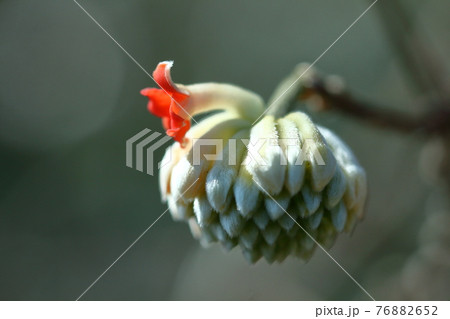 和紙の原料 76882652