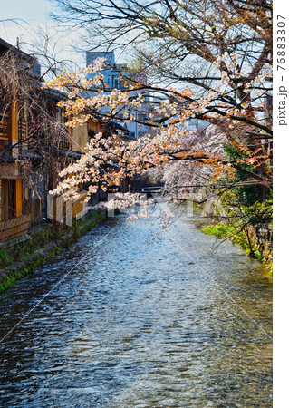 京都 祇園白川と満開の桜 京都 祇園白川と満開の桜 76883307