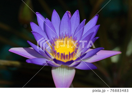 水面に優雅に浮かぶ 水面に優雅に浮かぶ 76883483