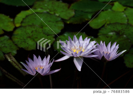 水面に優雅に浮かぶ 76883586