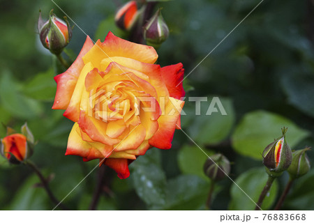 Orange and pink rose head and buttons in green blurry natural background close up. Bright blooming rose head fully open in flower garden. 76883668