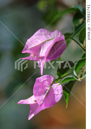 南国らしさあふれる花 76883741