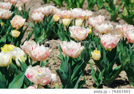 【品種:フォクシーフォックストロット】薄いピンク色と濃いピンク色の八重咲きの花びらのチューリップ 【品種:フォクシーフォックストロット】薄いピンク色と濃いピンク色の八重咲きの花びらのチューリップ 76883865