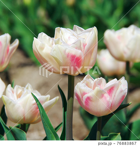 【品種：フォクシーフォックストロット】薄いピンク色と濃いピンク色の八重咲きの花びらのチューリップ 76883867