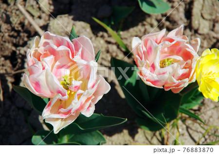 【品種：フォクシーフォックストロット】薄いピンク色と濃いピンク色の八重咲きの花びらのチューリップ 76883870