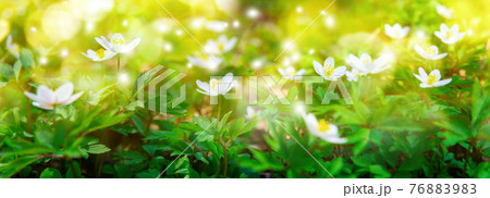 Dreamy white spring anemone flower bloom, grass, close-up against sunlight panorama. Spring floral image. Pastel golden toned. Macro with soft focus. Nature greeting card background Dreamy white spring anemone flower bloom, grass, close-up against sunlight panorama. Spring floral image. Pastel golden toned. Macro with soft focus. Nature greeting card background 76883983
