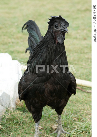 Kadaknath rooster (雄カラクナス黒鶏)の写真素材 [76884790] - PIXTA