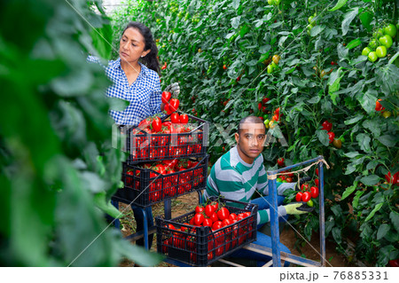 Hispanic horticulturists harvesting red tomatoes in greenhouse Hispanic horticulturists harvesting red tomatoes in greenhouse 76885331