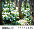 クマガイソウ（福島市水原地区） 76885339