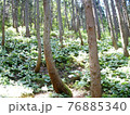 クマガイソウ（福島市水原地区） 76885340