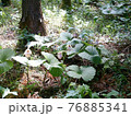 クマガイソウ（福島市水原地区） 76885341