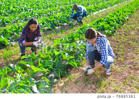 Group of workers pulling weeds on field Group of workers pulling weeds on field 76885361
