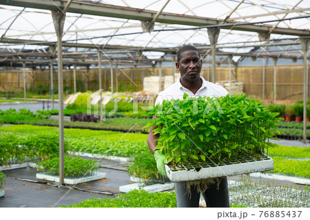 African american gardener caring for bell peppers 76885437