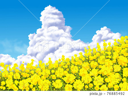 菜の花と入道雲 76885492