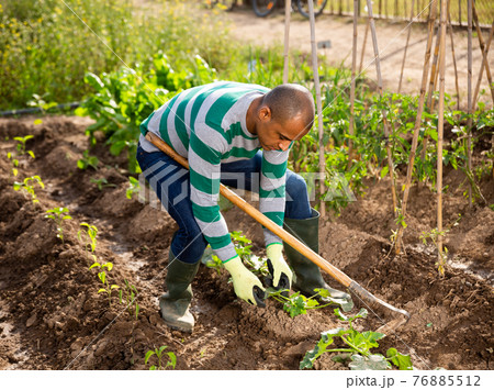 Indian man professional horticulturist with garden mattock 76885512