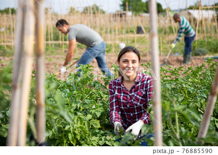 Latina woman checking potato plants on vegetable garden Latina woman checking potato plants on vegetable garden 76885590