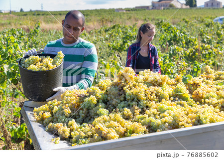 Man and female working with harvest in vineyard, picking bunches of grapes 76885602
