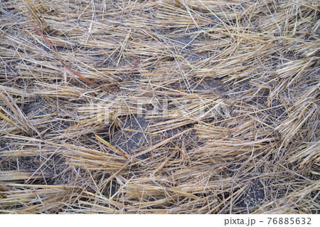 Dry brown rice and crops field with green mountain hill in agriculture concept. Nature landscape background in Thailand. Harvest. drought. Dry brown rice and crops field with green mountain hill in agriculture concept. Nature landscape background in Thailand. Harvest. drought. 76885632