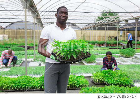 Joyful male farmer with a box of sprouts bell peppers 76885717