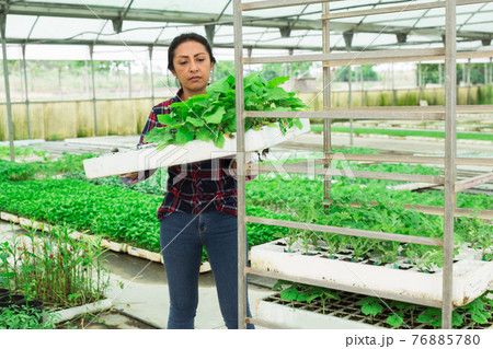 Latina woman stacking crates with seedlings in greenhouse 76885780