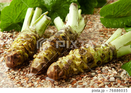 本わさび 本わさび 76886035